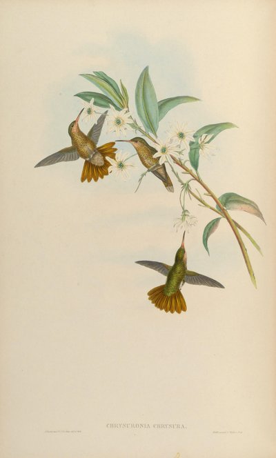 Hylocharis chrysura door John Gould